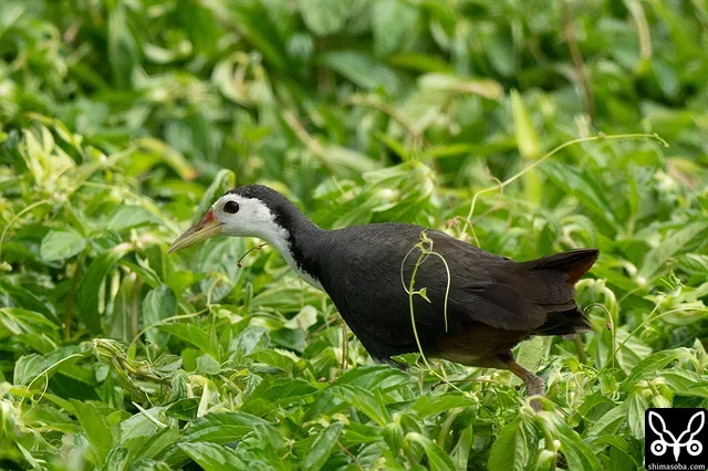 シロハラクイナも繁殖期で鳴き交わしたりと活発です。