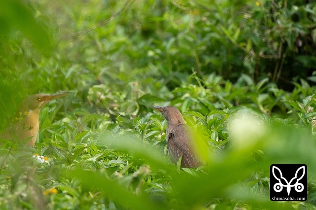 リュウキュウヨシゴイ