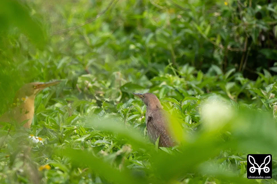 リュウキュウヨシゴイ