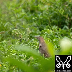 リュウキュウヨシゴイ