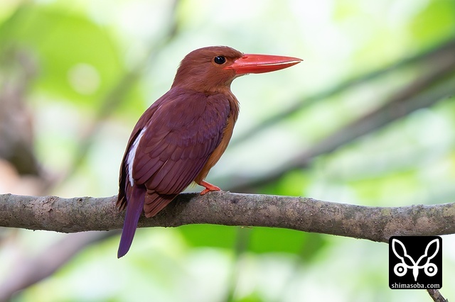 リュウキュウアカショウビン