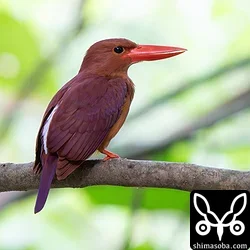 リュウキュウアカショウビン