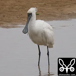 クロツラヘラサギ