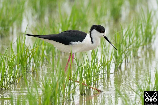 セイタカシギ成鳥オス夏羽。大群はいなくなり、10羽程度が入れ替わりつつ滞在。