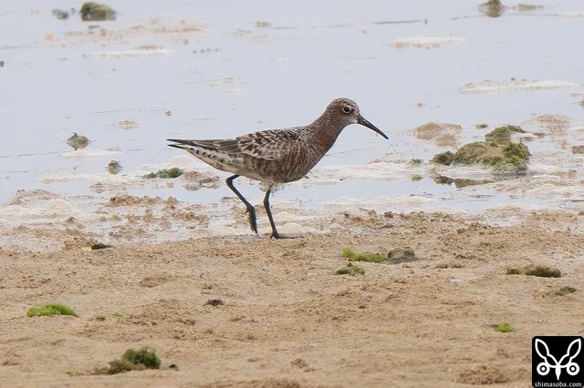 海岸には夏羽に換羽したサルハマシギ。