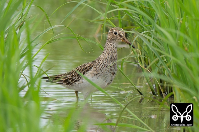 アメリカウズラシギ