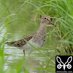 アメリカウズラシギ