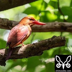 リュウキュウアカショウビン