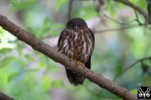 上と同個体。人間の肉眼では飛んでいる昆虫は全く見えませんがアオバズクにはしっかり見えているうようで、しっかり狩りを成功させているようでした。