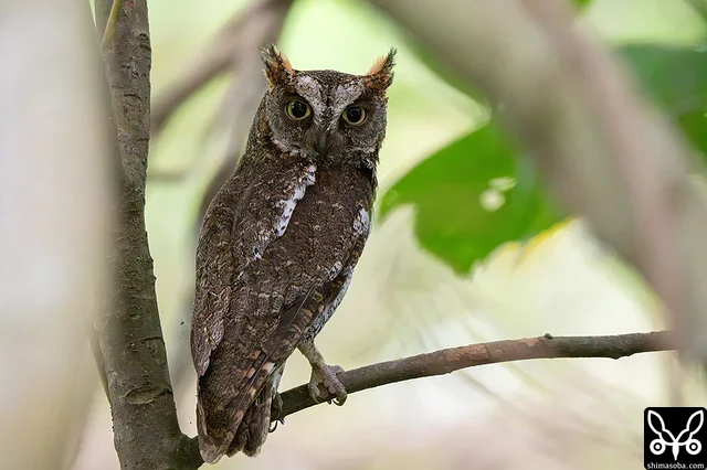 自宅から目と鼻の先で抱卵中のリュウキュウコノハズク。こちらは見張り役のオス個体。今季で3年連続の繁殖となります。