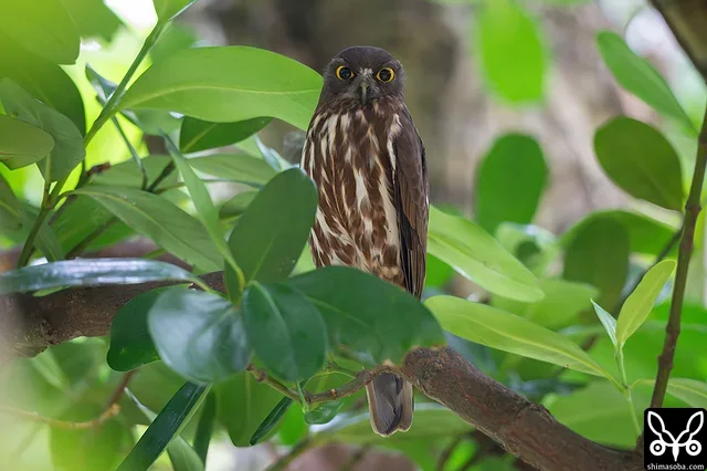 アオバズクも抱卵中。これは見張りのオス個体。毎年、同じ樹洞で子育てしています。