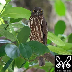 アオバズクも抱卵中。これは見張りのオス個体。毎年、同じ樹洞で子育てしています。