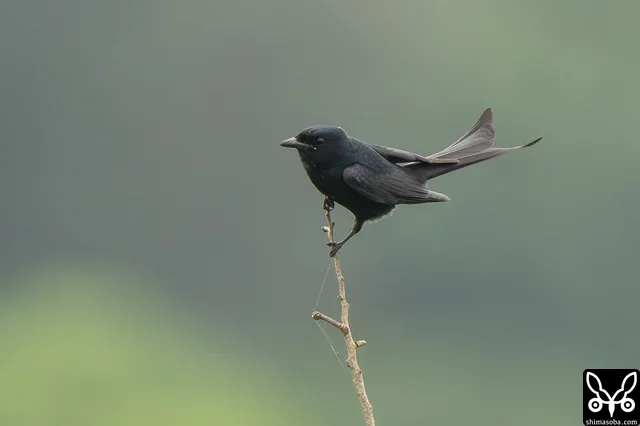 細い枝先に止まって獲物を待ち構えるオウチュウ。