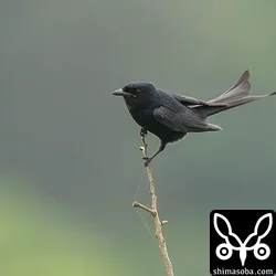 オウチュウ