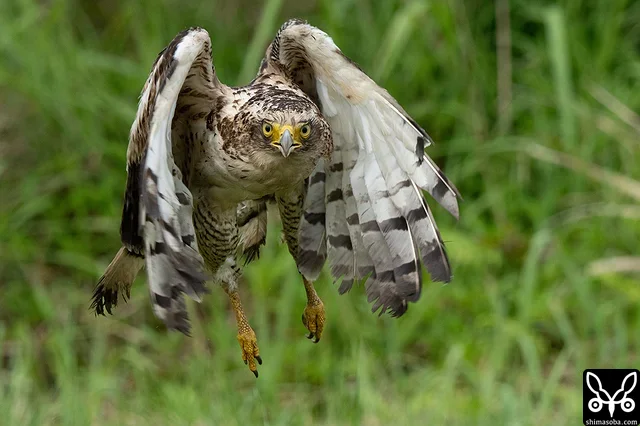 放鳥されて勢いよく飛び出したカンムリワシ。