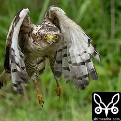 放鳥されて勢いよく飛び出したカンムリワシ。