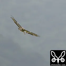 上空で旋回するとどこかへ消えていきました。