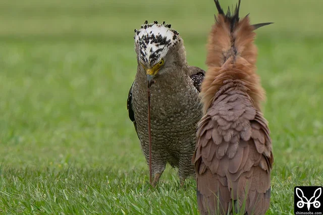 ズグロミゾゴイが捕まえた獲物の大きなミミズを食うカンムリワシ。