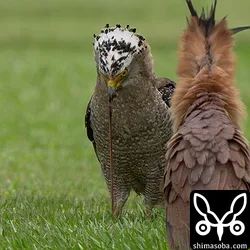 カンムリワシ