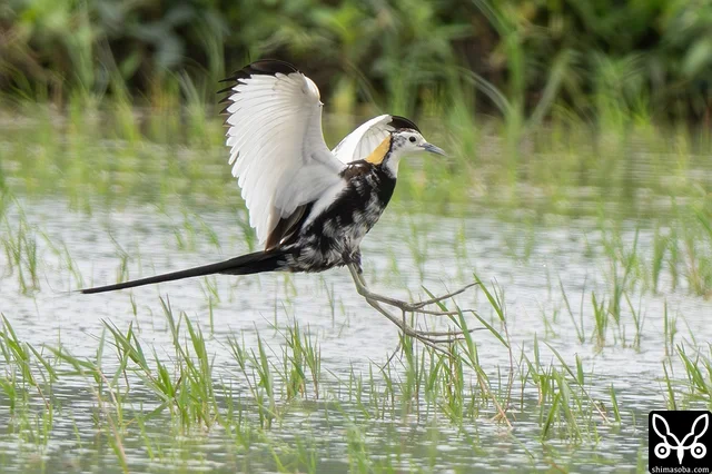 着水時は長い足指と爪のほかに、翼角の小さな爪のような「翼距(Wing spur)」も見ることができます。この翼距を持つ日本産の鳥はレンカクとケリぐらいだそうです。ケリにはさらに「翼爪(Wing claw)」もあるそうですが、こちらは他の種類の鳥でも持っているのがちらほらといるようです。