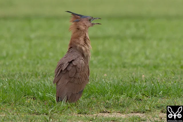 飛び去るカンムリワシを恨めしそうに見送るズグロミゾゴイ。