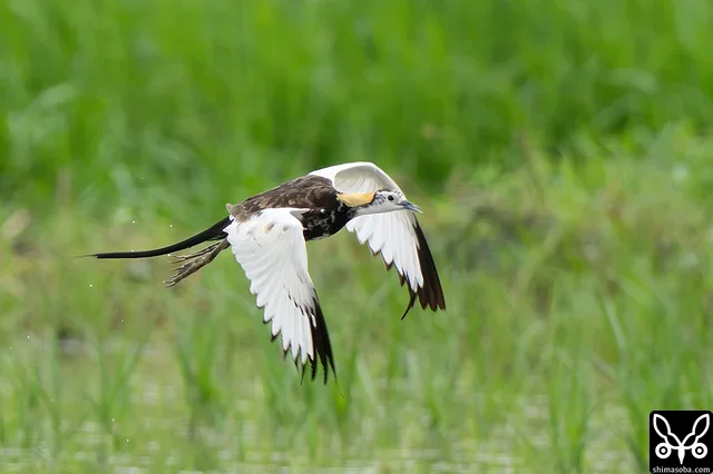 カラスに驚いて飛び上がったレンカク。第1回夏羽の若い個体のようでした。