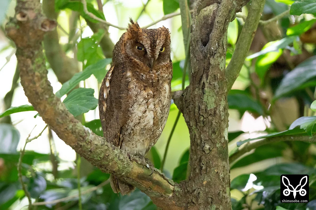 リュウキュウコノハズク