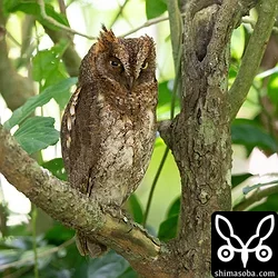 リュウキュウコノハズク
