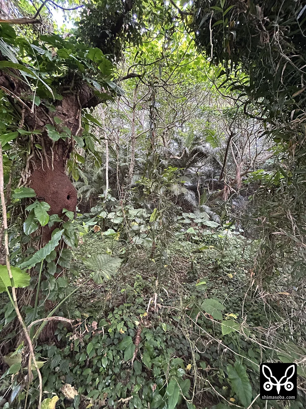 リュウキュウアカショウビン