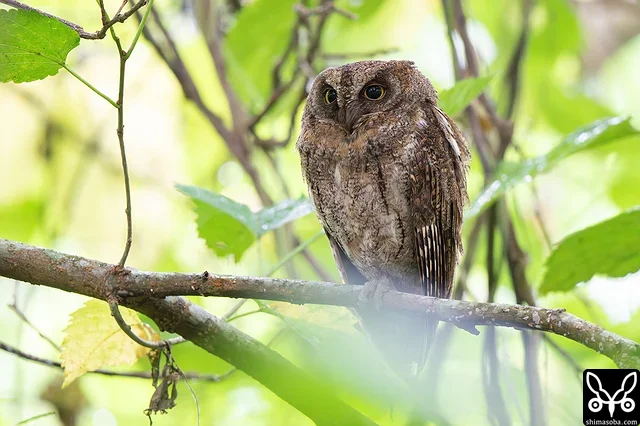 雨の中、森の中でじっとしているリュウキュウコノハズクを発見しました。すぐそばにはアオバズクも抱卵中。争いは起こらないのでしょうかね。