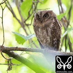 雨の中、森の中でじっとしているリュウキュウコノハズクを発見しました。すぐそばにはアオバズクも抱卵中。争いは起こらないのでしょうかね。