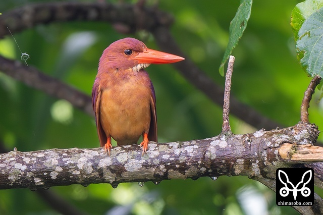 リュウキュウアカショウビン