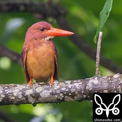 サトウキビ畑に現れたアカショウビン。獲物を捕まえるとその場で食べずに持ち去りました。ヒナがかえっているのかもしれませんね。