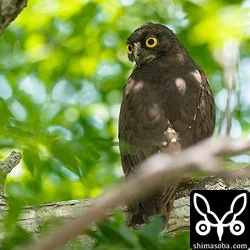 リュウキュウアオバズク