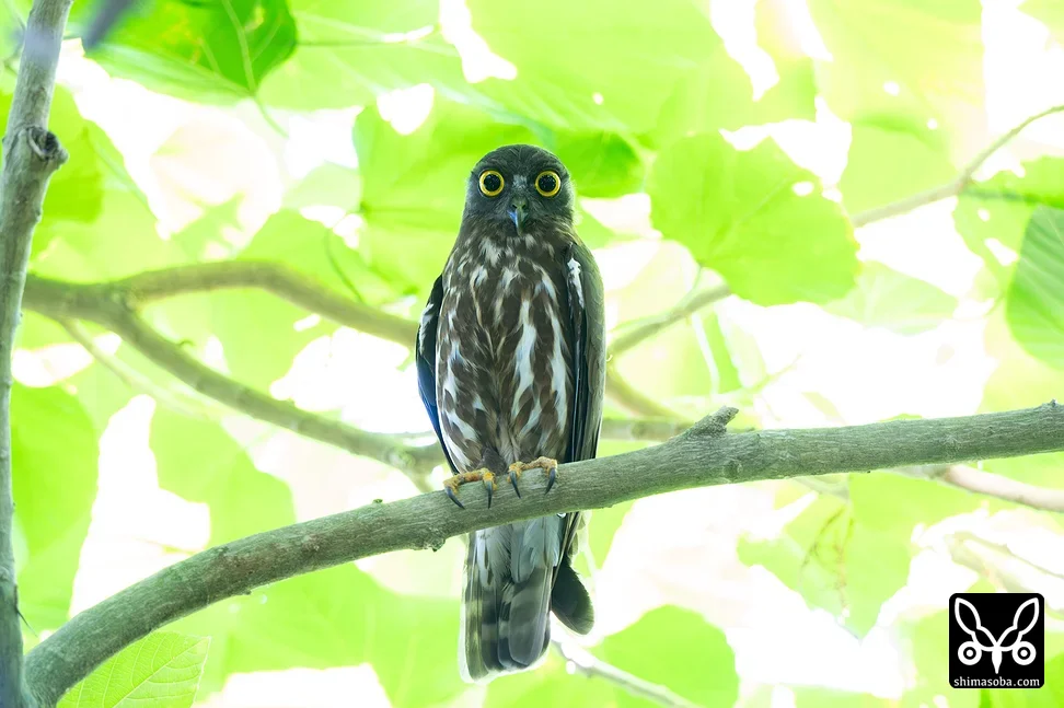 リュウキュウアオバズク