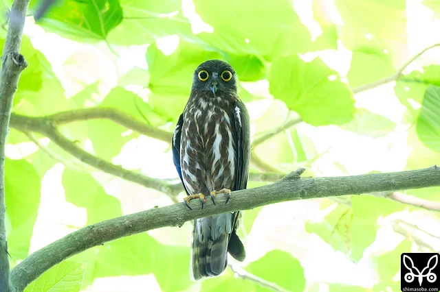 アオバズクの営巣地でカラスが騒いでいるので寄って見たら、ツミとのバトルでした。アオバズクはびびりながら息を潜めていました。

アオバズクはカラスにはアタックしますが、ツミがくるとまったく攻撃しません。ツミの恐ろしさを知っているようです。
