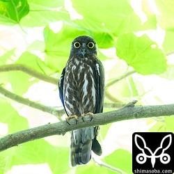 アオバズクの営巣地でカラスが騒いでいるので寄って見たら、ツミとのバトルでした。アオバズクはびびりながら息を潜めていました。アオバズクはカラスにはアタックしますが、ツミがくるとまったく攻撃しません。ツミの恐ろしさを知っているようです。