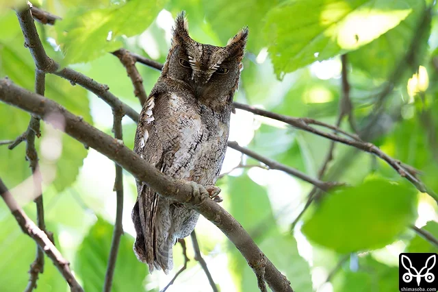 メスは抱卵中、オスは見張りのリュウキュウコノハズク。昨年、アオバズクが営巣していた樹洞を乗っ取りました…。^^;