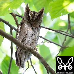 メスは抱卵中、オスは見張りのリュウキュウコノハズク。昨年、アオバズクが営巣していた樹洞を乗っ取りました…。^^;