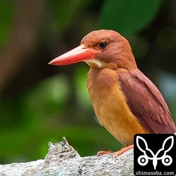リュウキュウアカショウビン