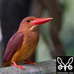 リュウキュウアカショウビン