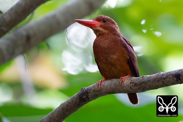 リュウキュウアカショウビン