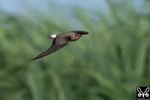 サトウキビを背景に飛び回るといかにも石垣島という感じです。