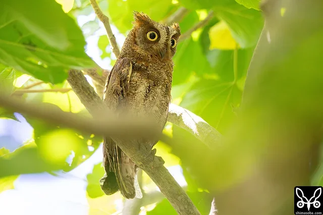 広場のリュウキュウコノハズクのオスは巣を見張っています。
