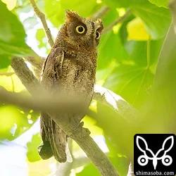 広場のリュウキュウコノハズクのオスは巣を見張っています。