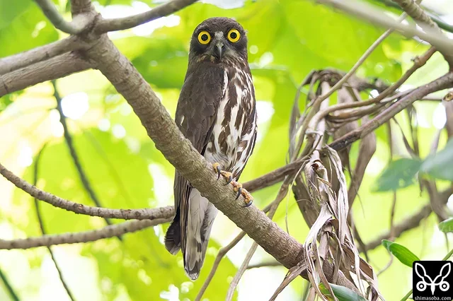 公園のアオバズクのオスも見張り。半径数十メートルに3ペアが営巣する過密地帯。