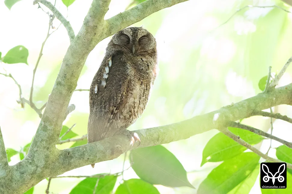 リュウキュウコノハズク