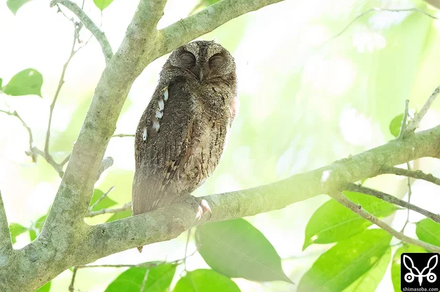 藪の奥にいたリュウキュウコノハズクのオス。目を閉じていますが、こちらには気づいています。