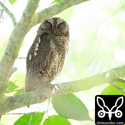 藪の奥にいたリュウキュウコノハズクのオス。目を閉じていますが、こちらには気づいています。