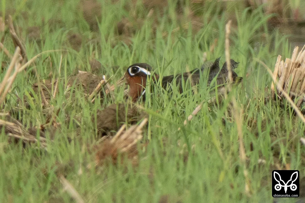 タマシギ